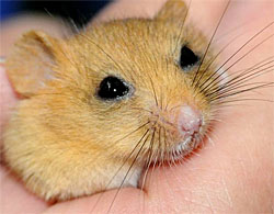 Mature Dormouse